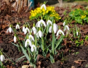 Schneeglöckchen (Galanthus nivalis)
