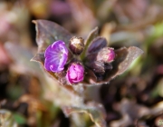 Gefleckte Lungenkraut (Pulmonaria officinalis)