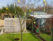 Sauerkirschbaum