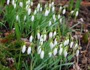 Kleines Schneeglöckchen (Galanthus nivalis)