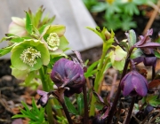 Orientalische Nieswurz (Helleborus orientalis)