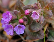 Geflecktes Lungenkraut (Pulmonaria officinalis)