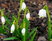 Märzenbecher (Leucojum vernum)