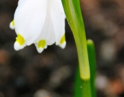 Märzenbecher (Leucojum vernum)