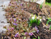 Blumenbeet