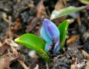 Blaustern (Scilla)