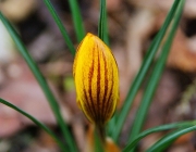 Krokus (Crocus)