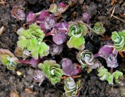 Akelei (Aquilegia)
