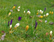 Krokusse (Crocus)