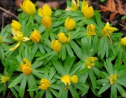 Winterling (Eranthis hyemalis)
