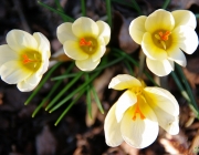 Krokus (Crokus)