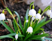 Märzenbecher (Leucojum vernum)