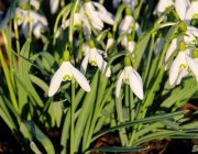 Schneeglöckchen (Galanthus nivalis)