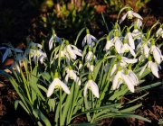 Schneeglöckchen (Galanthus nivalis)