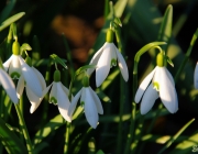 Schneeglöckchen (Galanthus nivalis)