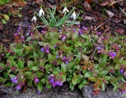 Lungenkraut (Pulmonaria officinalis)