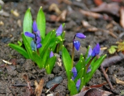 Blausterne (Scilla)