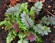 Baldrian (Valeriana)