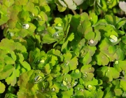 Akeleien (Aquilegia)
