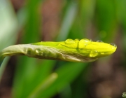 Narzisse (Narcissus)