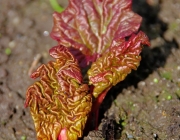 Rhabarber (Rheum ×hybridum)