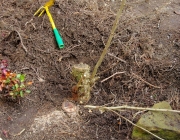 Testbeet