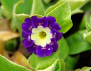 Primel (Primula)