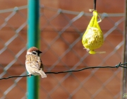 Feldsperling (Passer montanus)