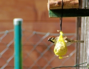 Feldsperling (Passer montanus)