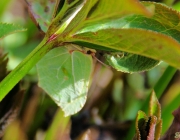 Zitronenfalter (Gonepteryx rhamni)