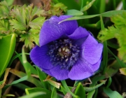 Kronen-Anemone (Anemone coronaria)