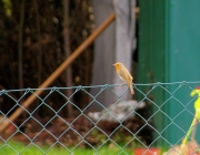 Rotkehlchen (Erithacus rubecula)