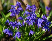 Blausterne (Scilla)