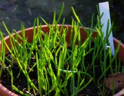 Traubenhyazinthen (Muscari)