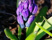 Hyazinthe (Hyacinthus)