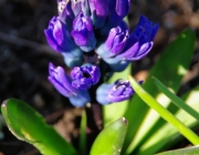 Hyazinthe (Hyacinthus)
