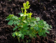 Tränende Herz (Lamprocapnos spectabilis)