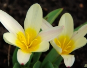 Kaufmanns Tulpe (Tulipa kaufmanniana)