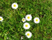 Gänseblümchen (Bellis perennis)