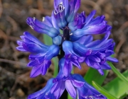 Hyazinthe (Hyacinthus)