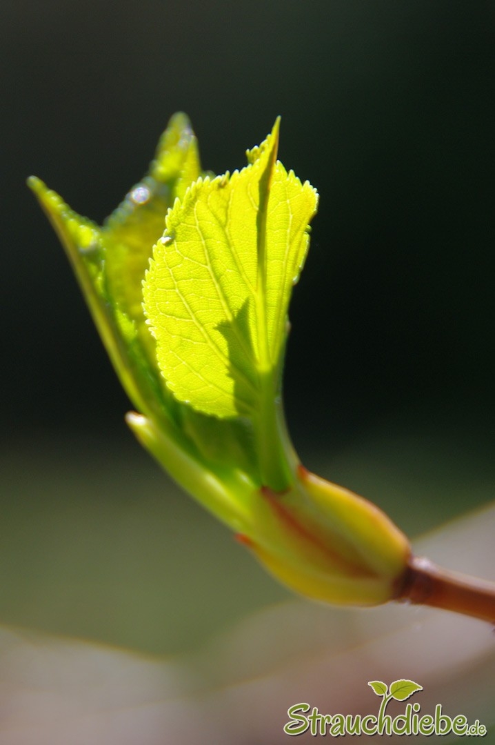Kletterhortensie (Hydrangea petiolaris)