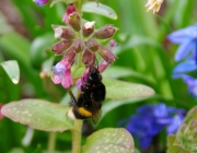Hummel