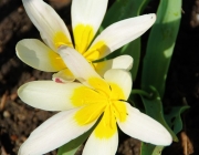 Seerosen-Tulpe (Tulipa kaufmanniana)