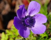 Kronen-Anemone (Anemone coronaria)