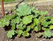 Rhabarber (Rheum rhabarbarum)