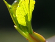 Kletterhortensie (Hydrangea petiolaris)