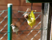 Feldsperlinge (Passer montanus)