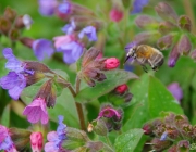 Geflecktes Lungenkraut (Pulmonaria officinalis)