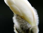 Stern-Magnolie (Magnolia stellata)
