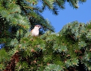Feldsperling (Passer montanus)